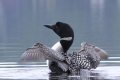 Loon 008