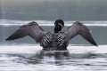 Loon 009