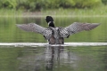 Loon 010