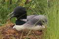 Loon 011