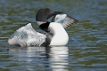 Loon 012
