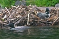 Loon 018