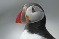Puffin 001