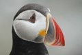 Puffin 002