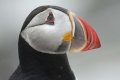 Puffin 003