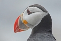 Puffin 004