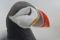 Puffin 005