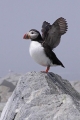 Puffin 006