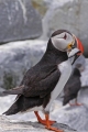 Puffin 007