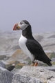 Puffin 008