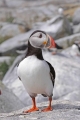 Puffin 009