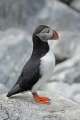Puffin 010