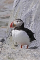 Puffin 011
