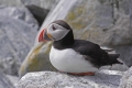 Puffin 013