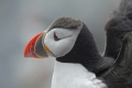 Puffin 014