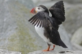 Puffin 015