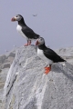 Puffin 016
