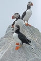 Puffin 018