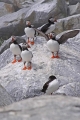 Puffin 019