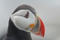 Puffin 021