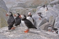 Puffin 023