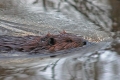 Beaver 001