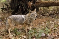 Coyote 001