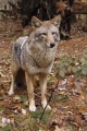 Coyote 002