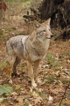 Coyote 003