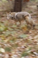 Coyote 004